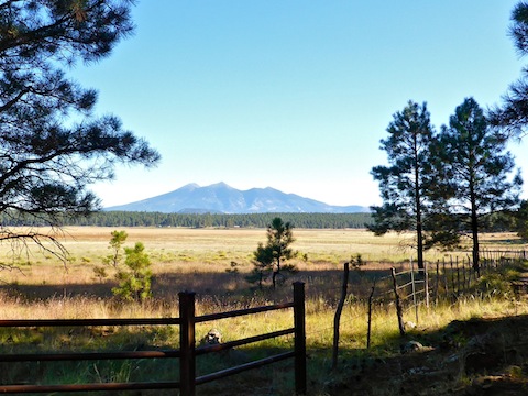 Looking at the San Francisco Peaks from near Rogers Lake south trailhead. I hiked the Kachina Trail up there two days later.