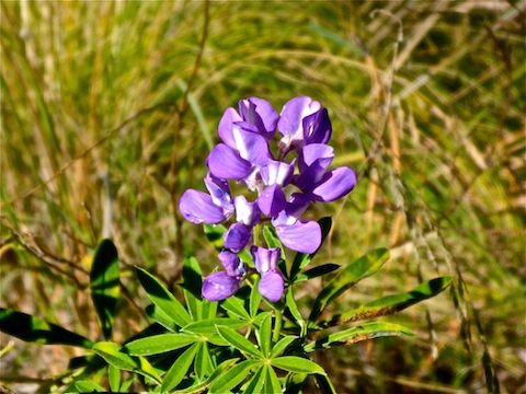 There Will Be Lupine!