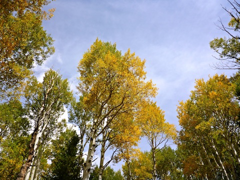 Medium height aspen with good fall color on Kachina Trail #150.