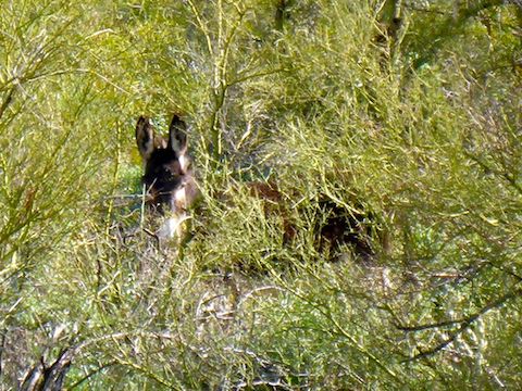 Wild burro hiding among palo verde on Pipeline Canyon Trail.