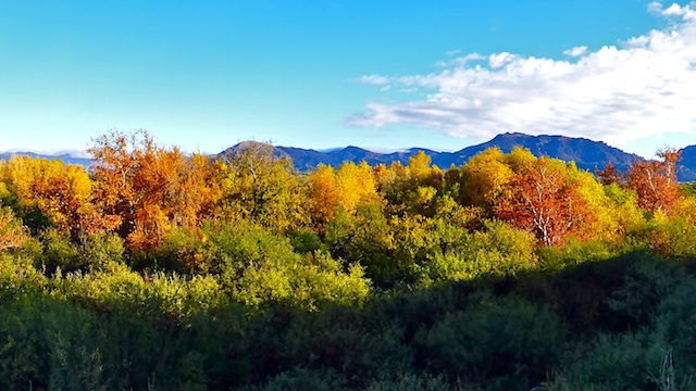 Fall color along Queen Creek.