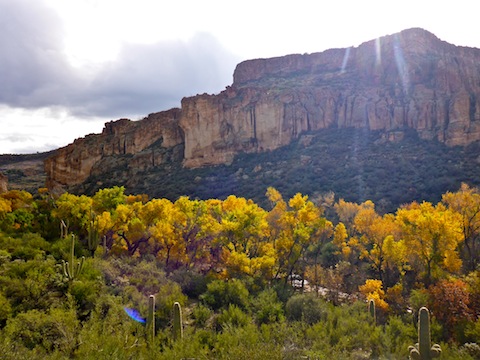 Spectacular fall color in Arnett Canyon.