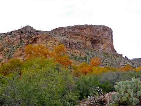 Fall color was a bit more mature in Telegraph Canyon.
