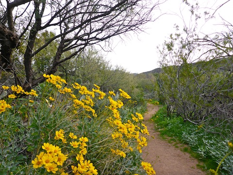 Brittlebush on Towhee Trail. Note the pristine trail surface.