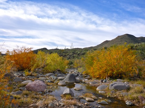 Fall color along Cave Creek.