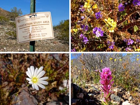 Clockwise from upper left: vegetation study area sign, scorpionweed and some yellow flower, owl clover, and desert chicory. It's the right time of year to look for #flowerporn!