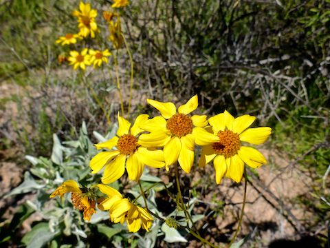 There were some tiny flowers scattered here & there, but otherwise all I saw were brittlebush.