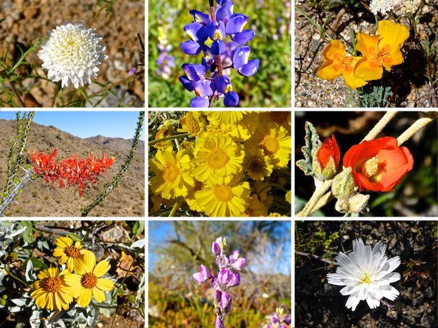 Fremont’s pincushion, Coulter's lupine, Mexican gold poppy, ocotillo, desert marigold, desert globemallow, brittlebush, ???, desert chicory.