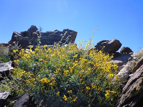 This brittlebush glows in the sunlight, against the background of a rocky outcropping.