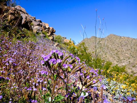 There were many large purple patches along the Skyline Crest Summit Trail.