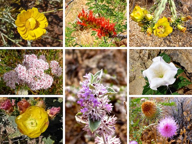 A few of the flowers I found included Desert Marigold, Ocotillo, Cholla, Flat Top Buckwheat, Desert Lavender, Sacred Datura, Prickly Pear Cactus, New Mexico Thistle.