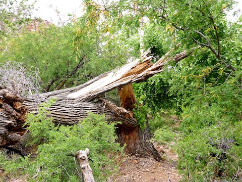 7ft. diameter tree snapped near the base. It fell right across Cottonwood Trail #120.