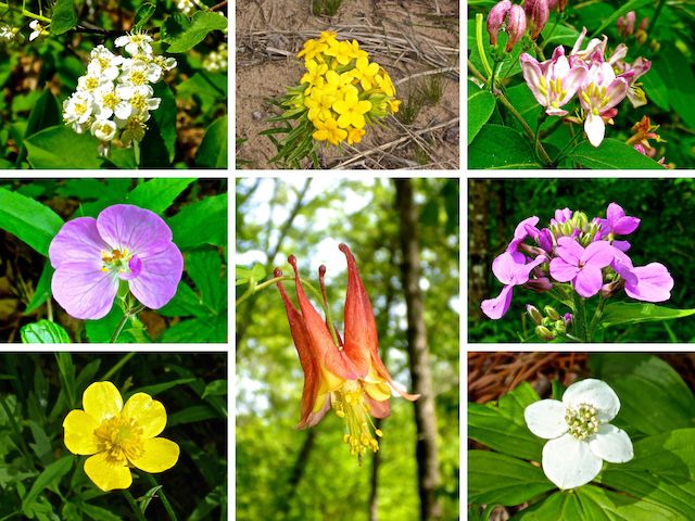 The Ice Age Trail's Point Beach Segment had neither many species, nor many flowers. However, despite the chill & breeze, the flowers were in full bloom -- unlike Arizona where it takes until mid-morning before flowers even begin opening up.