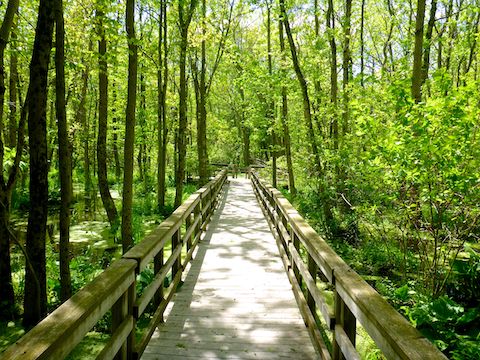 The boardwalk through the swamp of Rahr Memorial School Forest was my favorite part of the Point Beach Segment. Beautiful swamp. Never thought I'd say those words ...