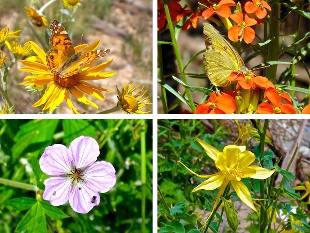 Top: Orange butterfly on a yellow flower and yellow butterfly on an orange Western Wallflower. Bottom: Richardsons Geranium and Yellow Columbine.