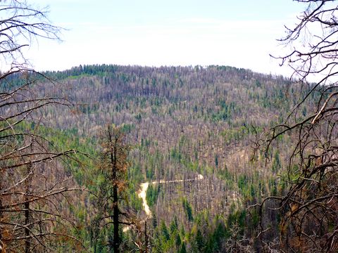 Looking across AZ-366 towards Grant Hill. Note the patches of healthy trees skipped by the Frye Fire.