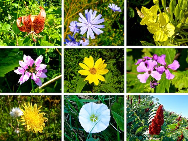 Flowers of the Wild Goose State Trail.