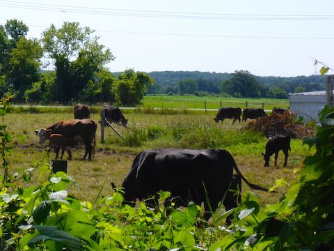 The only cows I spotted between Fond du Lac and Oakfield.