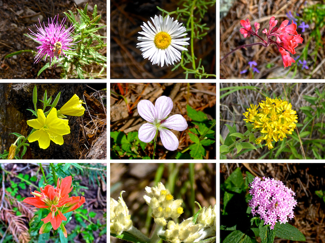 The flowers of Wilderness of Rocks.