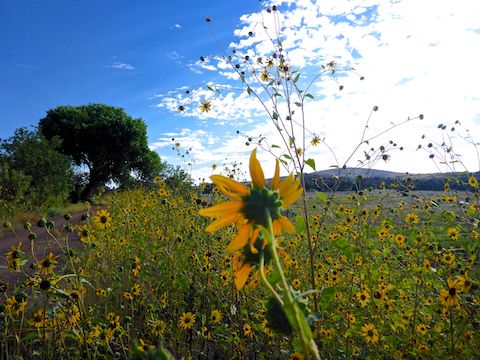 There were dense patches of these sunflowery flowers all along Peavine Trail. Otherwise, the #flowerporn pickings were very slim.