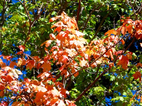 Fall color on Gentry Ridge.