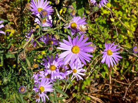 I spotted about ten species of floweres, most scattered here and there, but the asters were everywhere.
