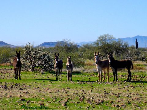 Burros on Biscuit Flat. They were the only critters I saw all day.