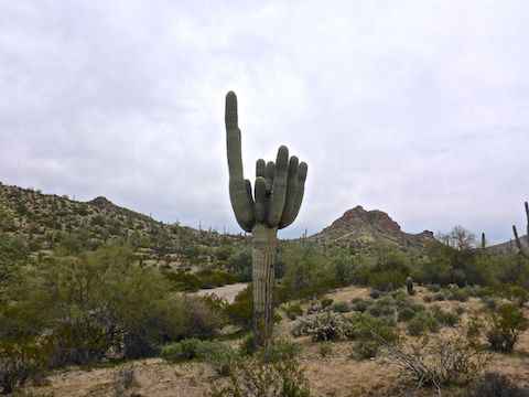 The best photo ops on San Tan Trail are sky profiling saguaro between terrain features.