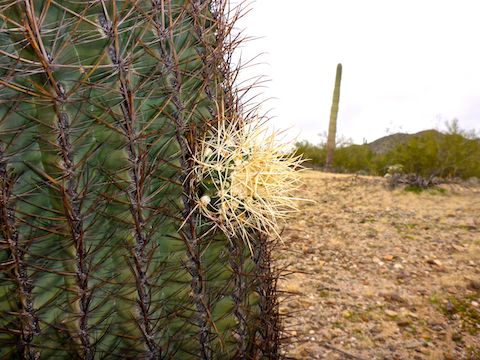 This struck me as odd: It looks like one species of cactus growing out of another.