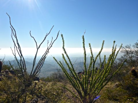 The ocotillo on Corona de Loma Trail were beautiful: The smog, not so much.