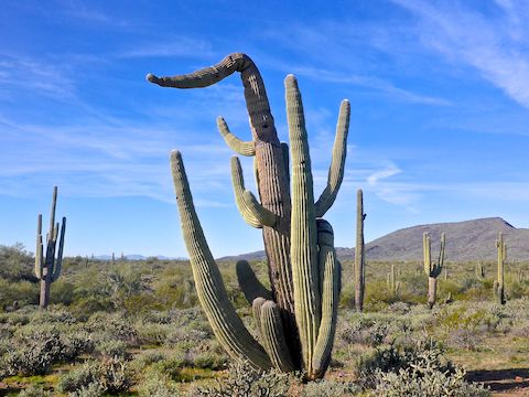 One of the more interesting saguaros I spotted on the Boy Scout Loop.