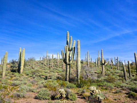 There was also a dense saguaro forest at the top of Boy Scout Loop.