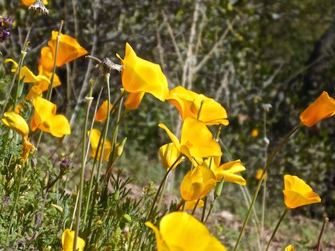 First Mexican Gold Poppy of the Spring. Though not rising near the level of #flowerporn, I also spotted Blue Dick and lupine among a half dozen other species.