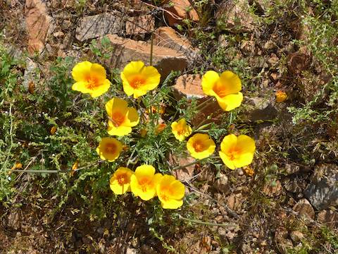 Mexican gold poppy were everywhere!
