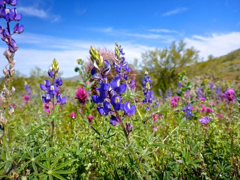 Lupine and owl clover on Cactus Wren Trail.