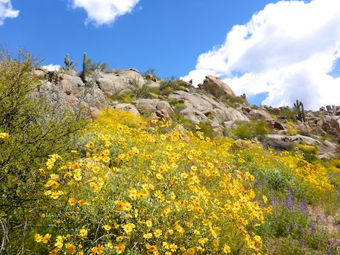 Brittlebush on Granite Mountain Loop Trail.