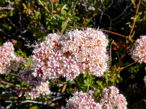There were flat top buckwheat all along my hike, but they were at their bushiest on Quartz Trail.