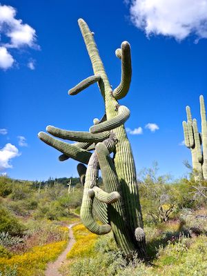 One of many large and ornate saguaro at the major wash crossing.