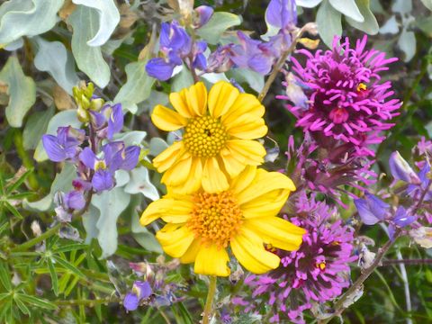 A rare combo of three flower species tightly packed in one shot: purple Coulter's lupine, yellow brittlebush and pink owl clover.