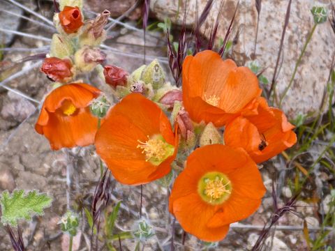 Though not reaching the heights of owl clover, or even Coulter's lupine, the Black Canyon Trail's third segment had by far the most desert globemallow I've ever seen.