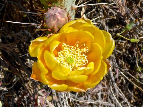 Prickly pear flower. Lord knows, I was looking, but I did not find my first non-hedgehog cactus flower until just before Table Mesa Rd.