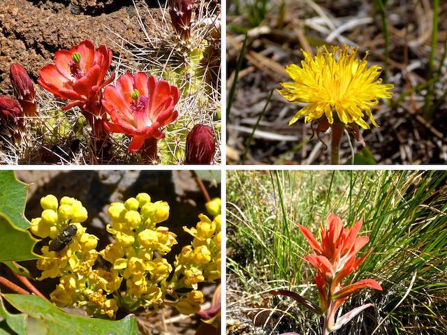 Clockwise from upper left: claret cup cactus, dandelion, indian paintbrush and heck if I know!