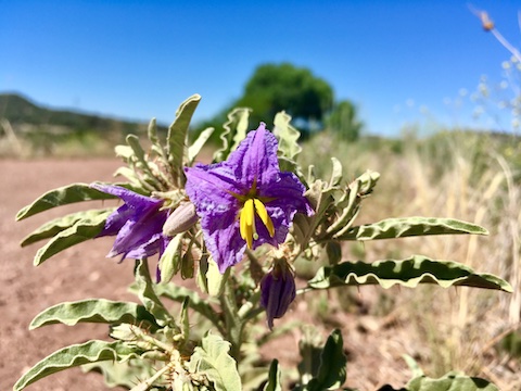 Saw several of these flowers along the Peavine Trail, on the east side of Watson Lake.