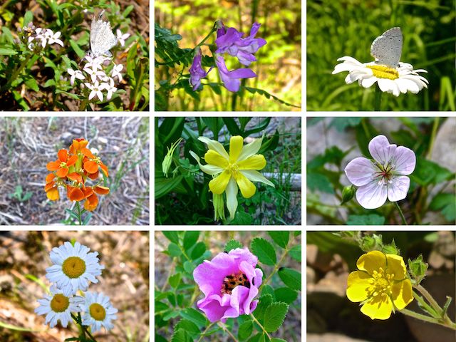 Flower collage: The middle row is western wallflower, yellow columbine and Richardson's Geranium. How many flowers have critters on them?