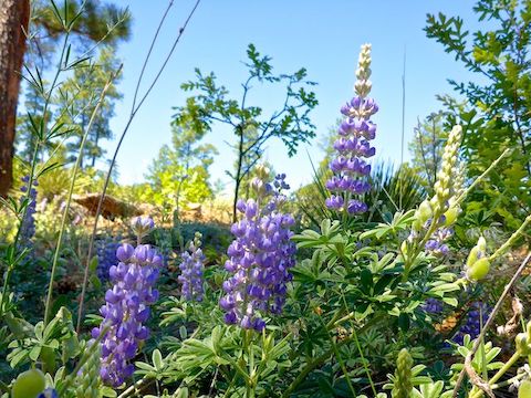 Ironically, the Coulter's lupine photographed better in the shade than in sunlight.