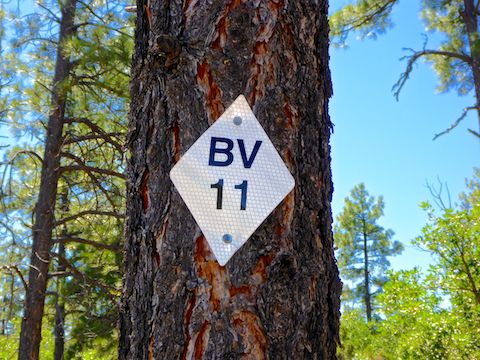 Lots of signs in the woods: Buena Vista emergency / distance marker "BV11" is ~2.75 (11 x .25) miles into the loop. Math is hard!