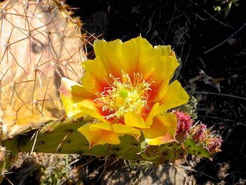 Not much #flowerporn, but this prickly pear was beautiful!