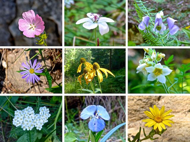 Flowers of upper Miller Canyon: New Mexico checkermallow, Richardson's geranium, Columbian monkshood, hoary tansy aster, coneflower, towering Jacob's ladder, western yarrow, western dayflower, hairy golden aster.