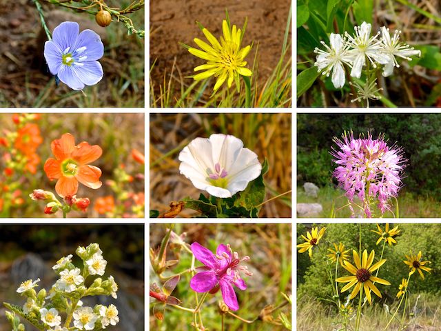 Flowers of Sandys Canyon and Walnut Canyon: Lewis flax, yellow salsify, virgin's bower, Fendler's / thicket globemallow, field bindweed, bee spiderflower, cliff-rose, pineywoods geranium, common sunflower.