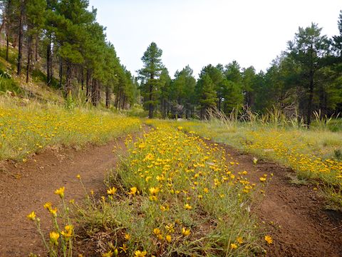 Lots of yellow flowers along the old jeep trail of Sandys Canyon Trail #137.